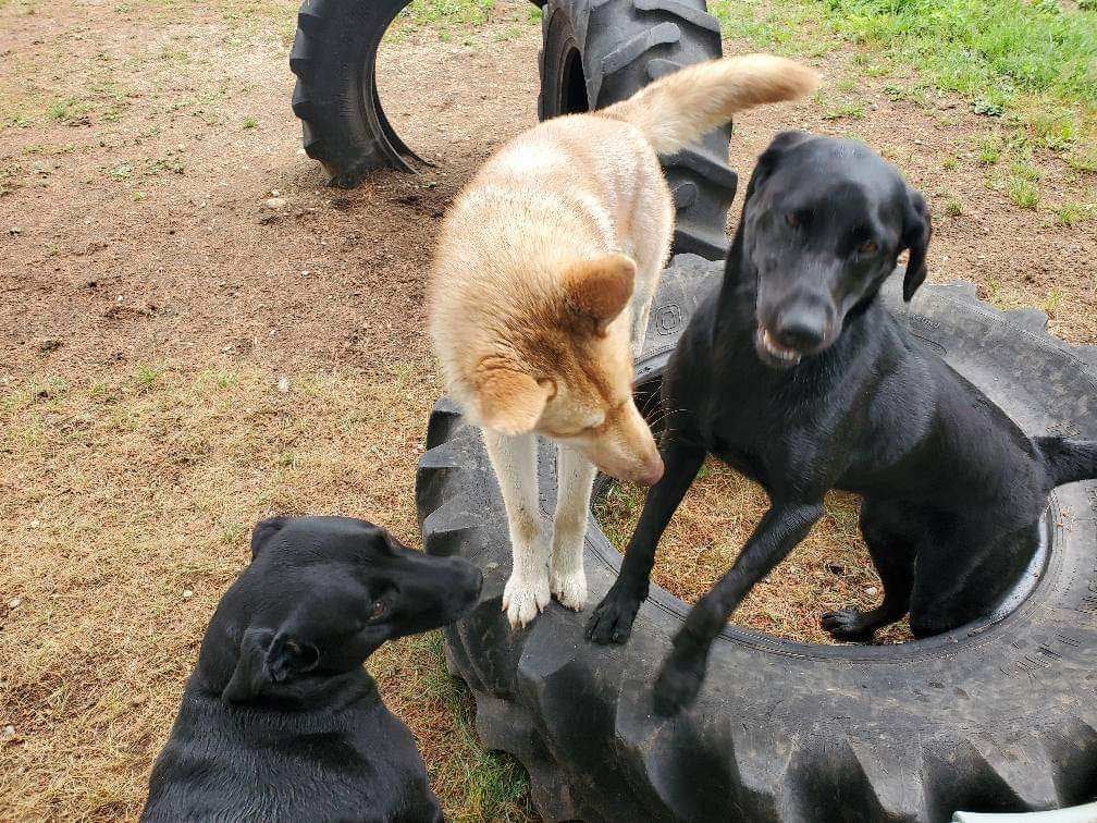 K9 Fun Town LLC