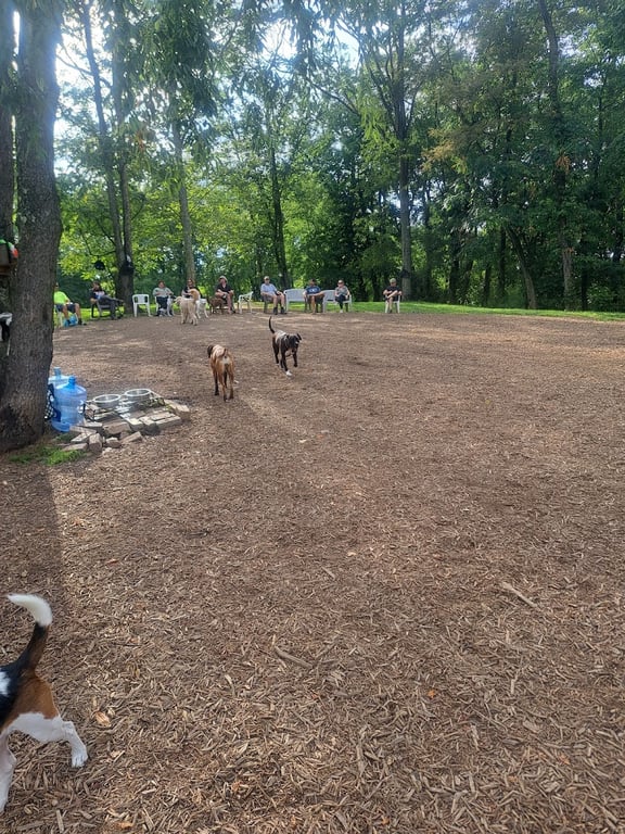 Bellevue Dog Woods
