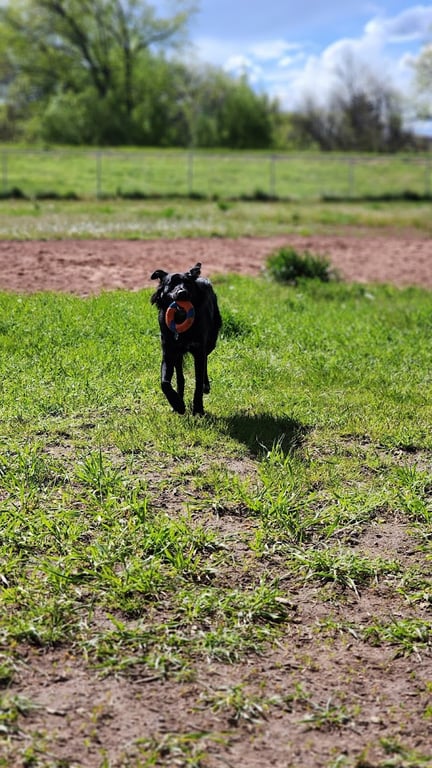 W. 16th Street Dog Park