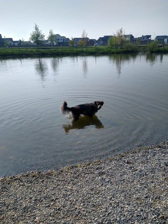 Dog Park At Gallatin County Regional Park (13 Acre w Pond)