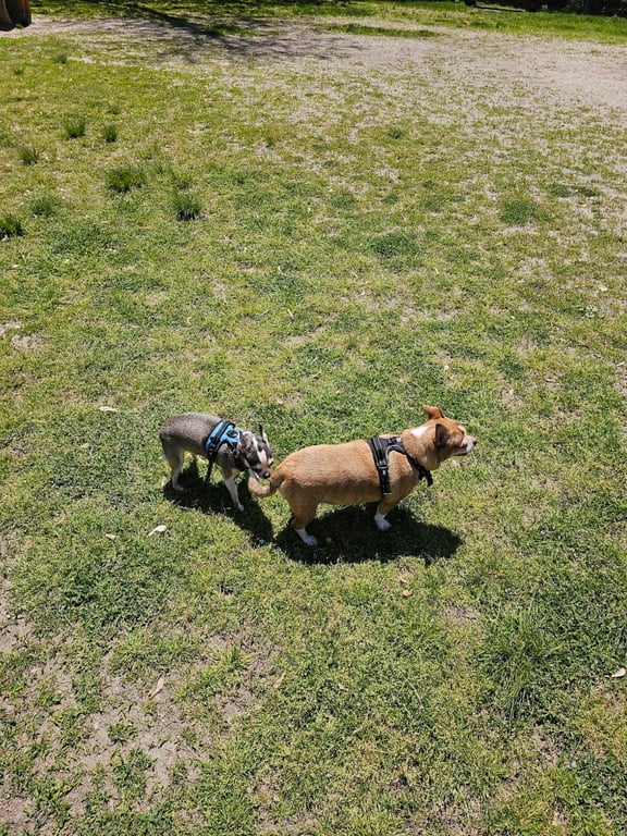 Pawtucket Dog Park (at Slater Park)
