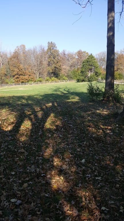 Dog Park