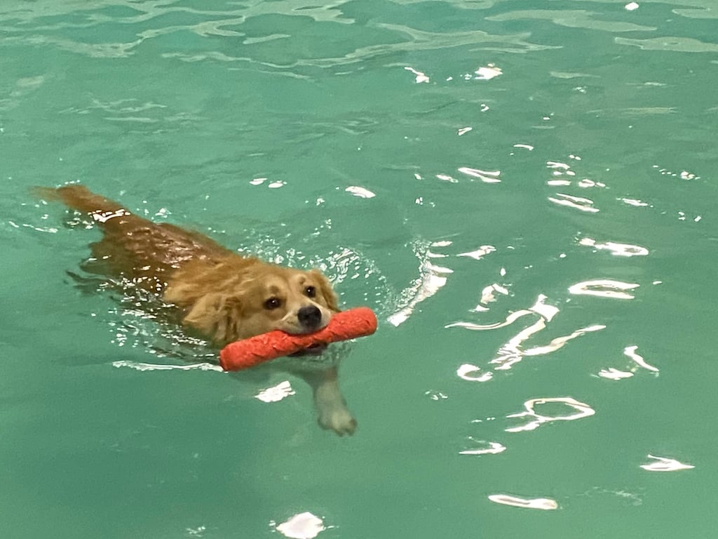 Wag-n-Splash