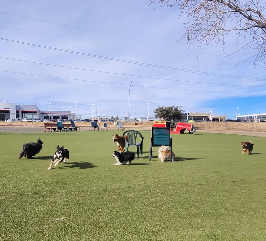 Willow Creek Beneful Dream Dog Park