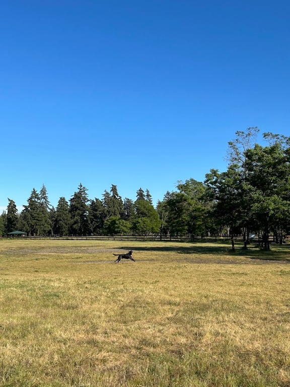 Fort Steilacoom Dog Park