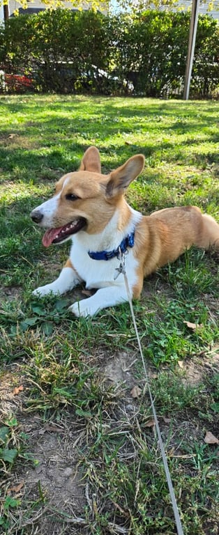 Echo Lake Dog Park