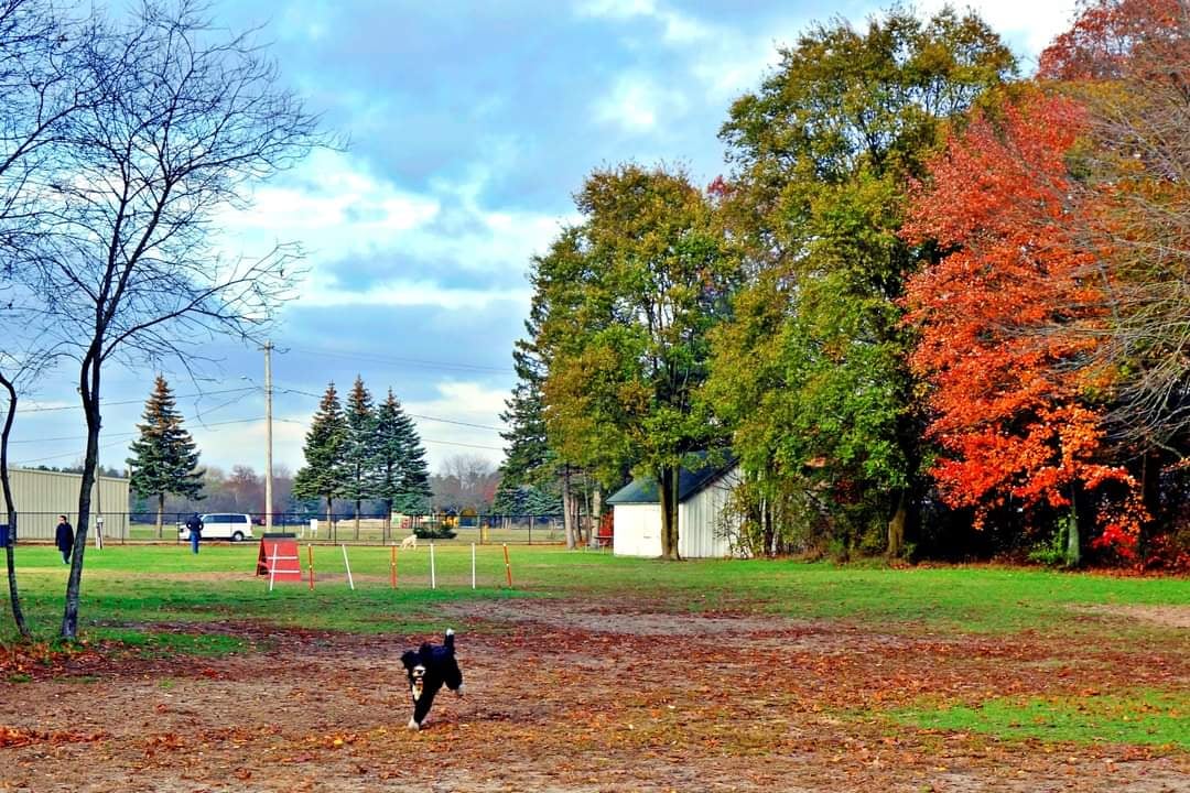 Large Dog Park at Park Township Park