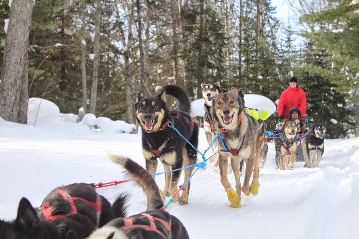 Nature’s Kennel Sled Dog Racing and Adventures