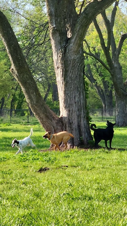 Reno Memorial Dog Park