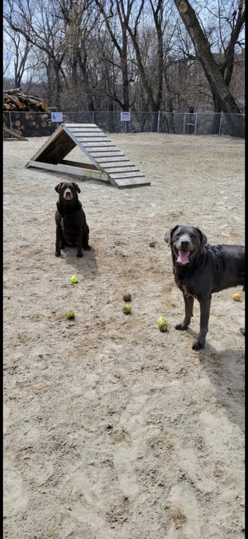 Manchester Dog Park
