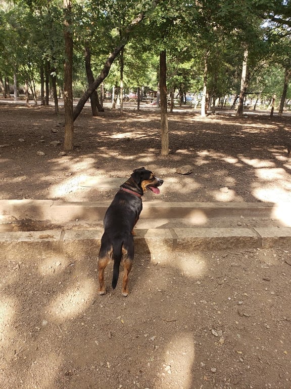 Blanco Road Dog Park in Phil Hardberger Park