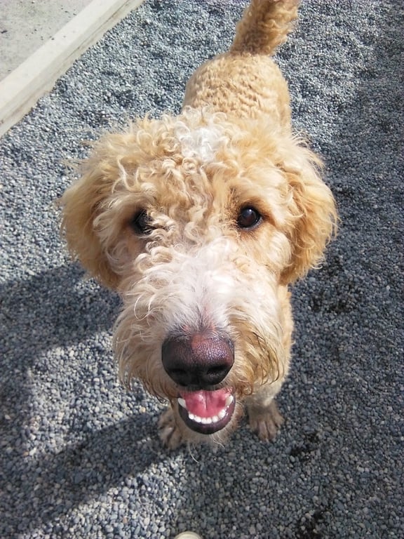 Barking Lot Doggie Daycare