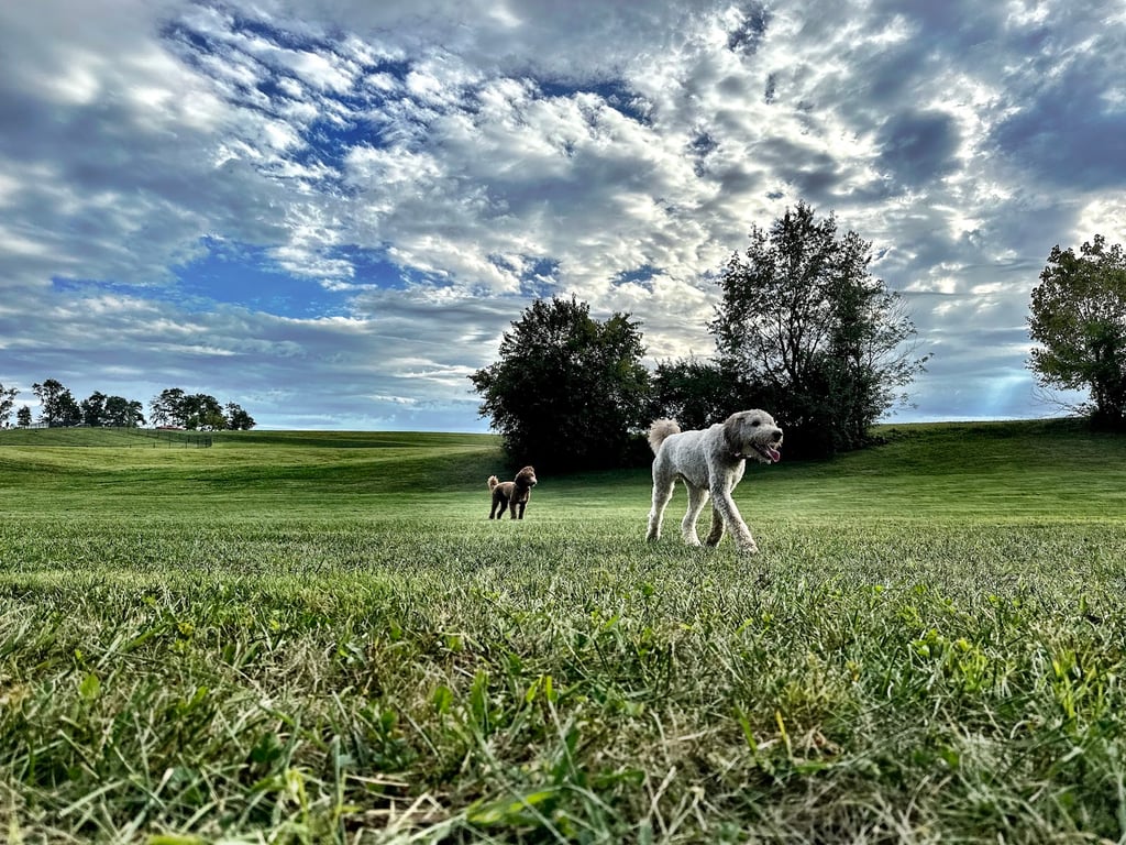 Scott County Dog Park
