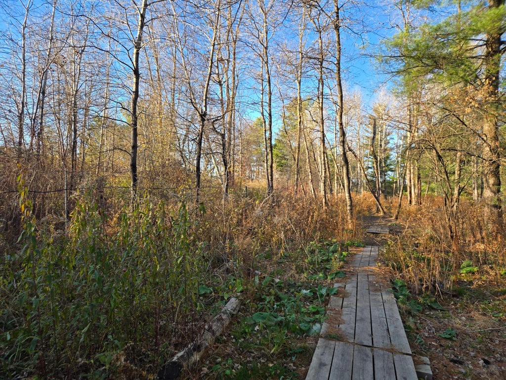 Shelburne Dog Park