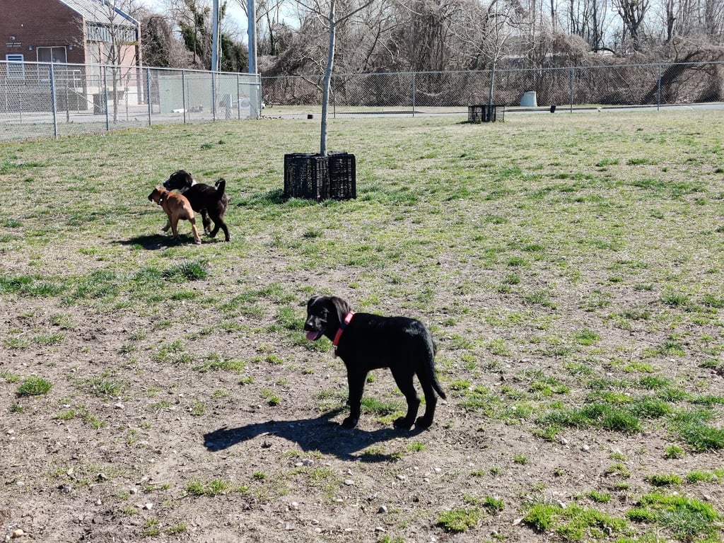 Milford Dog Park