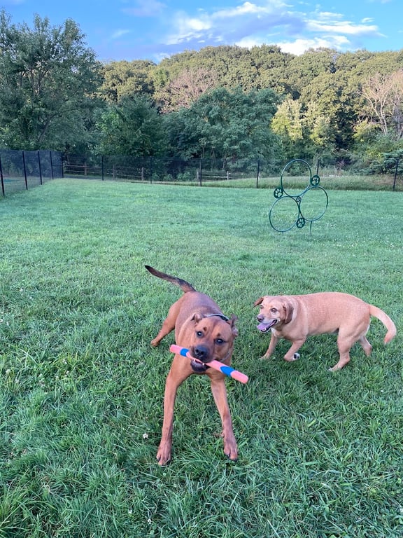 Dog Park at River’s Edge