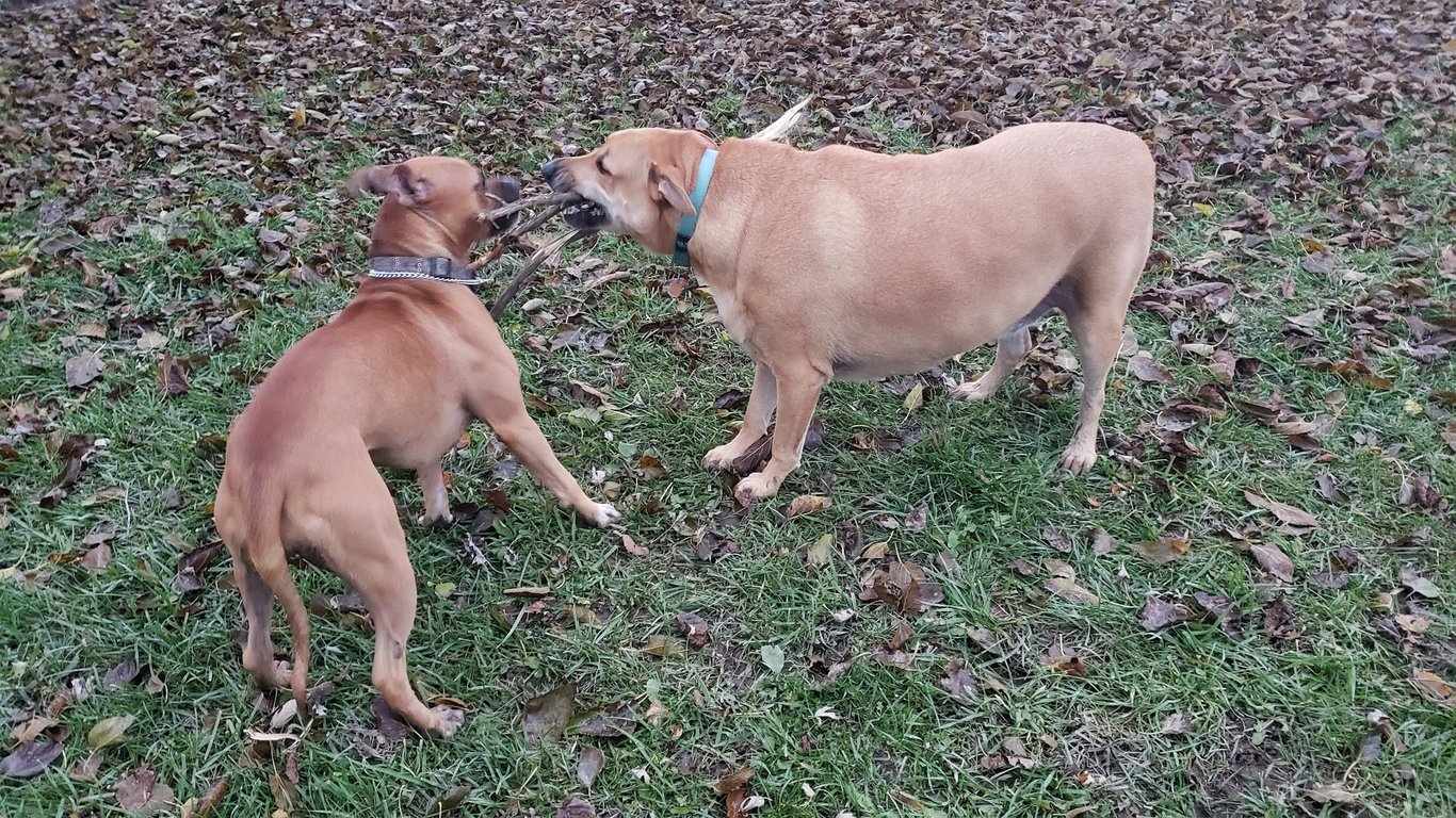 Bremen Grove Dog Park (membership required)