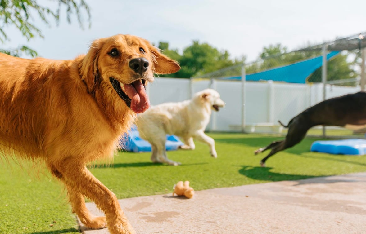 Pleasant Pooch Boarding, Daycare, & Training