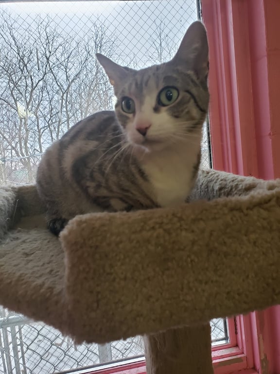 Lakeshore Humane Society