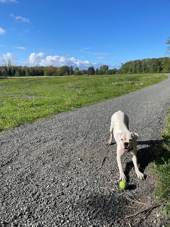 Off-leash Dog Park