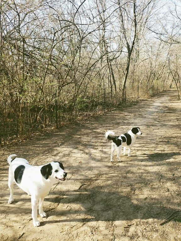 Stoll Off-Leash Dog Park