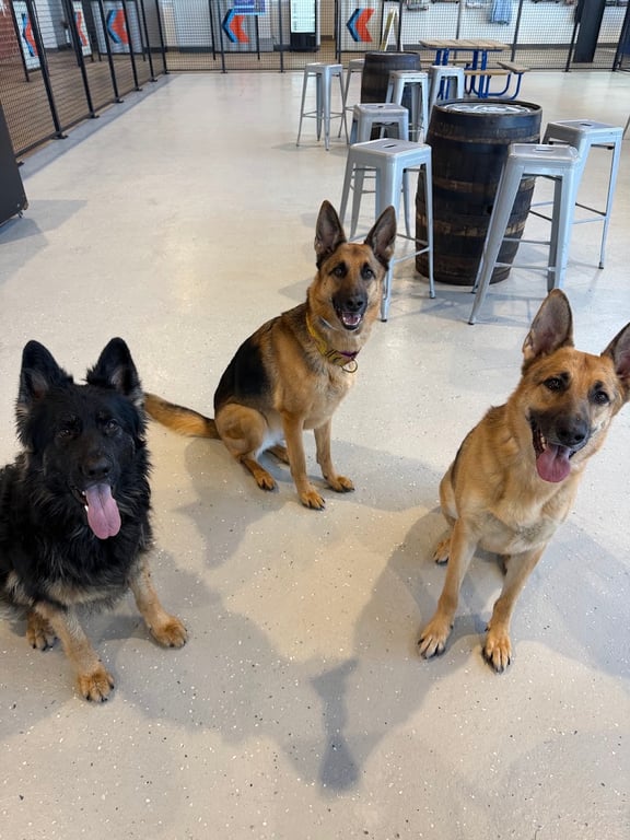 K9 Garden