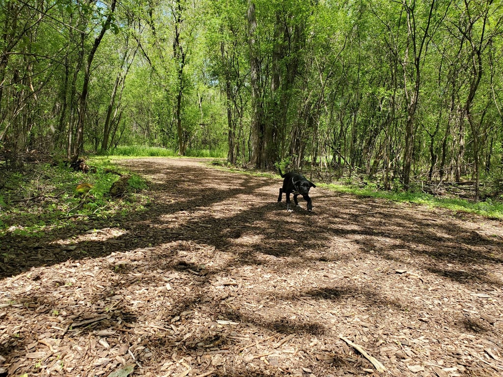 Mac Arthur Dog Run