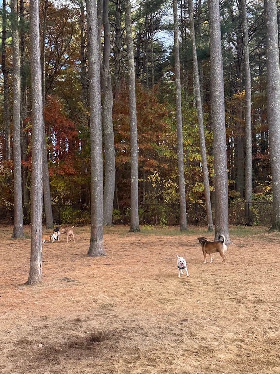 Longhill Dog Park