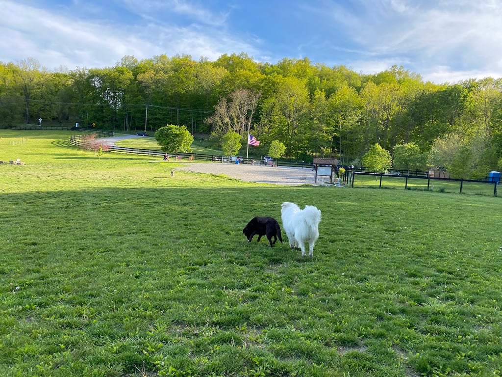 Wantage Dog Park