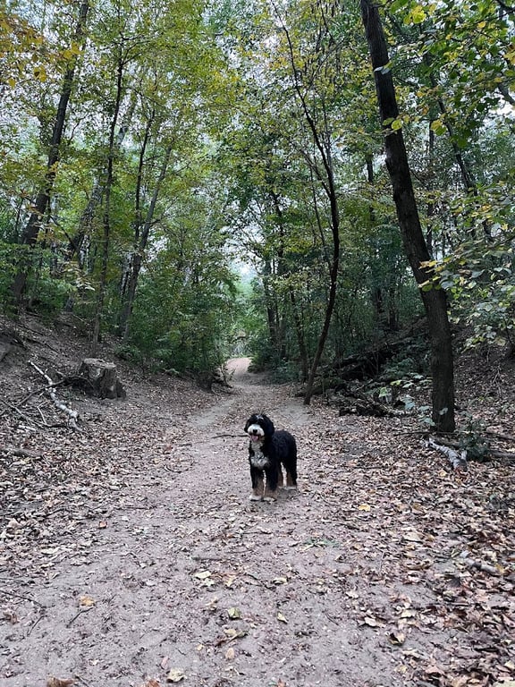 Staring Lake Park Off-Leash Dog Exercise Area
