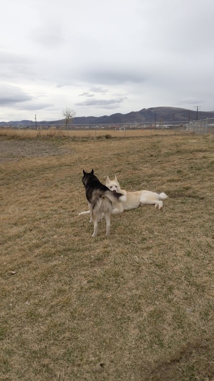 PAW-sitive Play Dog Park