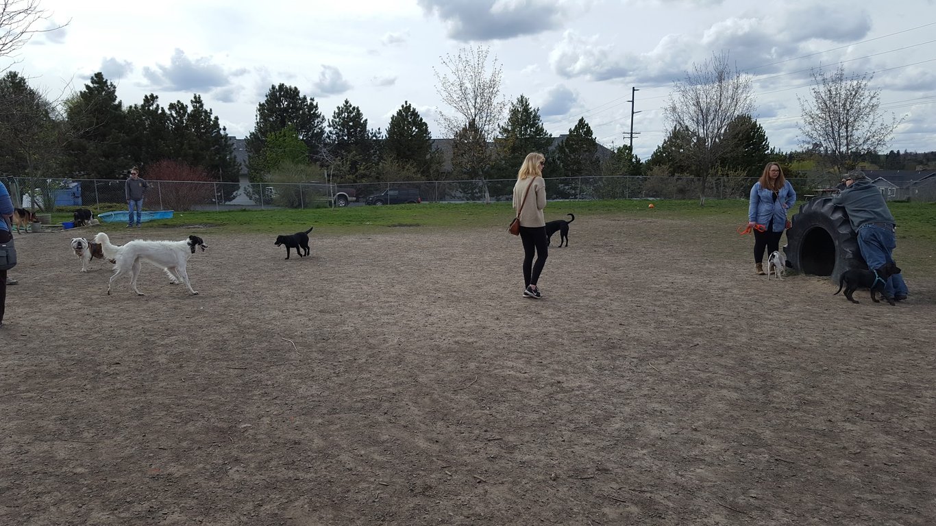 Moscow Dog Park