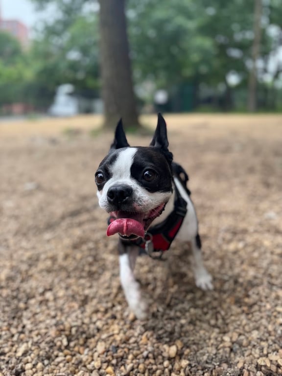 Virginia Highlands Interim Dog Run