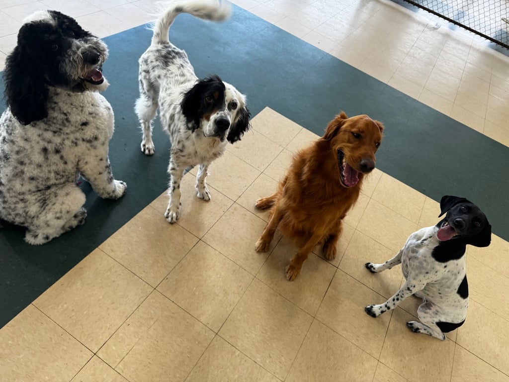 Pooch Palace