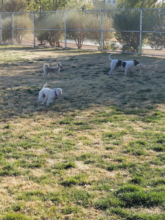 Clark County Dog Park at Spring Valley Community Park