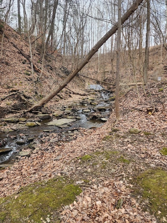 Dark Hollow Woods Nature Reserve