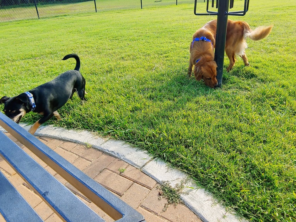 Waggin Trail Dog Park