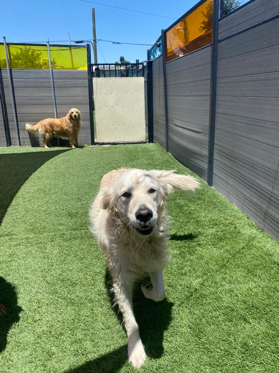 South Park Doggie – Adventureland (South Bay)