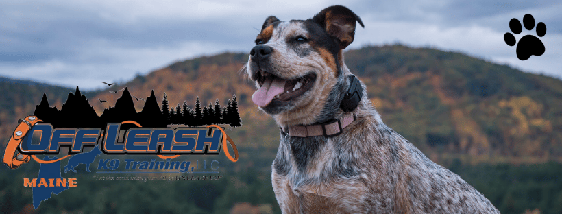 Off Leash K9 Training of Maine