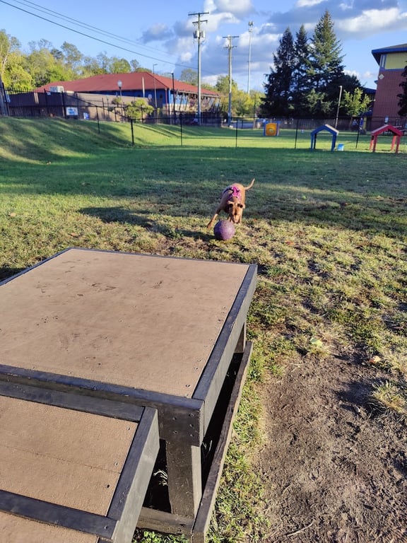 Niles Ave Dog Park by David Matthews