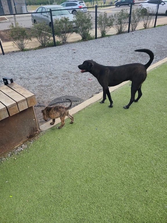Fair Park Dog Park