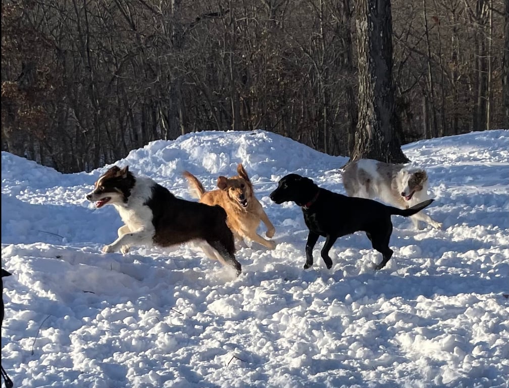 Horseshoe Bend Bark Park