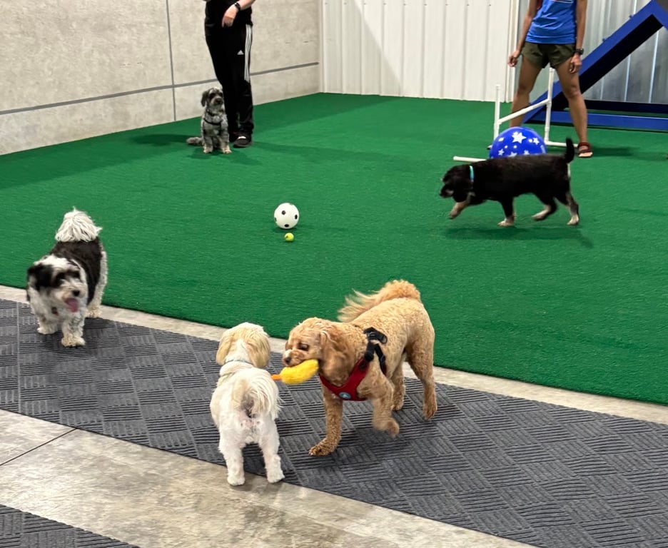 Pup-A-Rama Playhouse