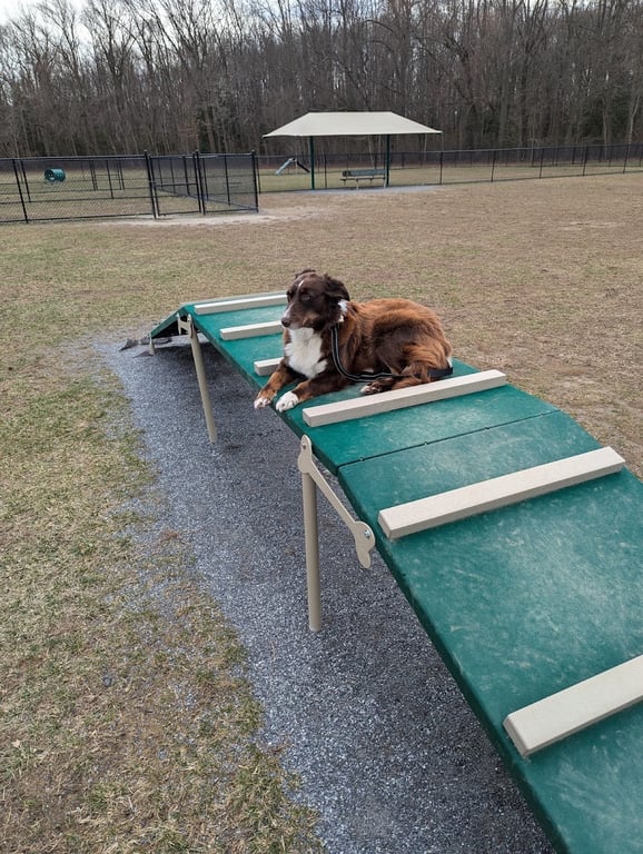 Schutte Dog Park