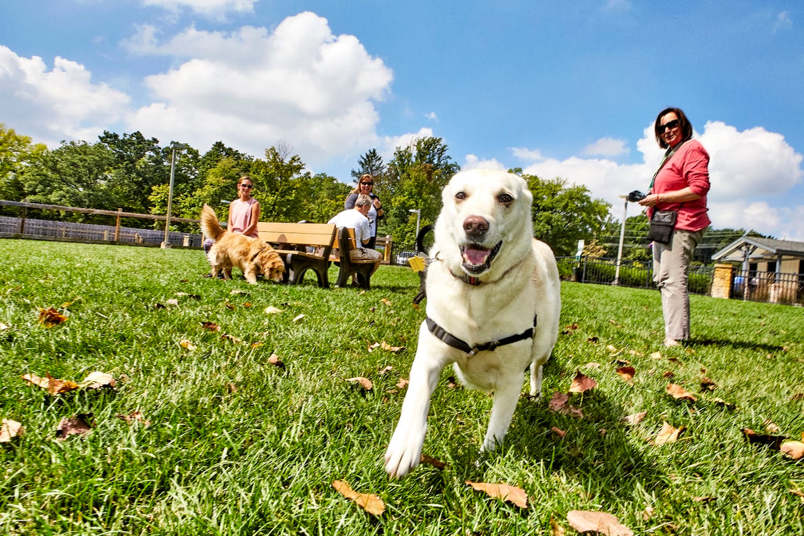 Central Dog Park