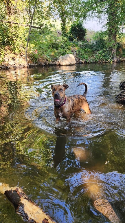 Ashland Dog Park