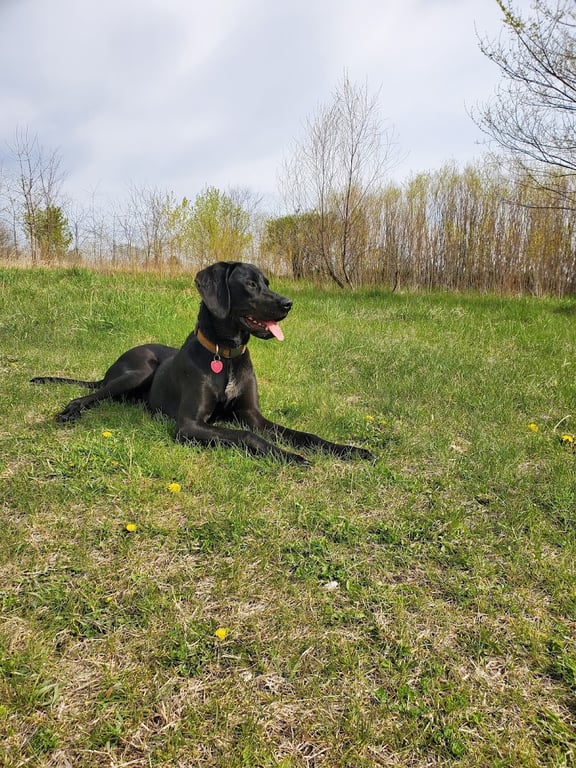 Stevens Point Dog Park
