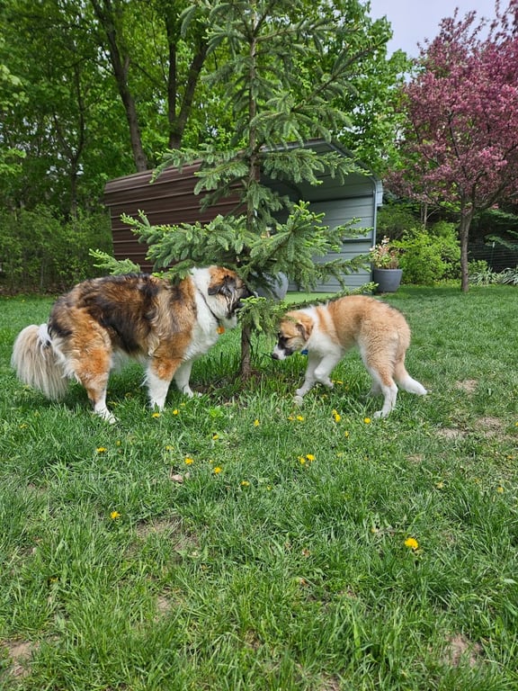 Good Dog Unleashed Private Park
