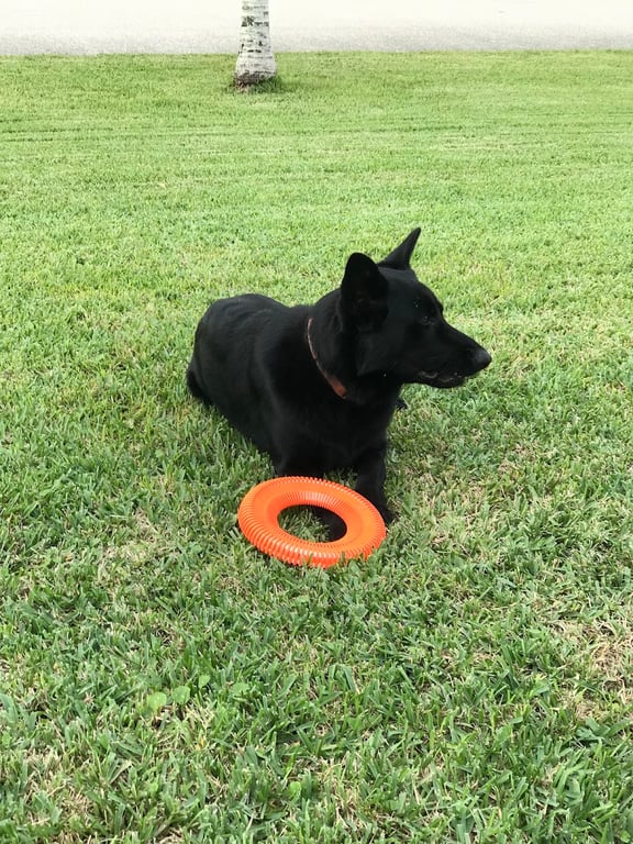 Alabama Canine