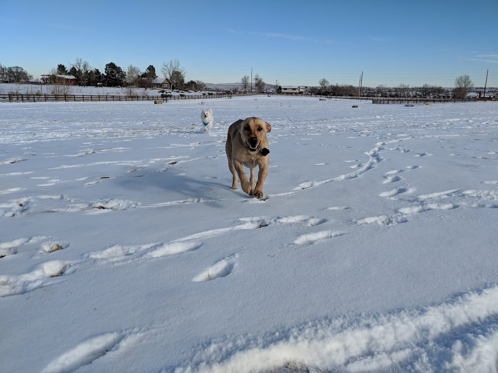 The Great Bark Dog Park